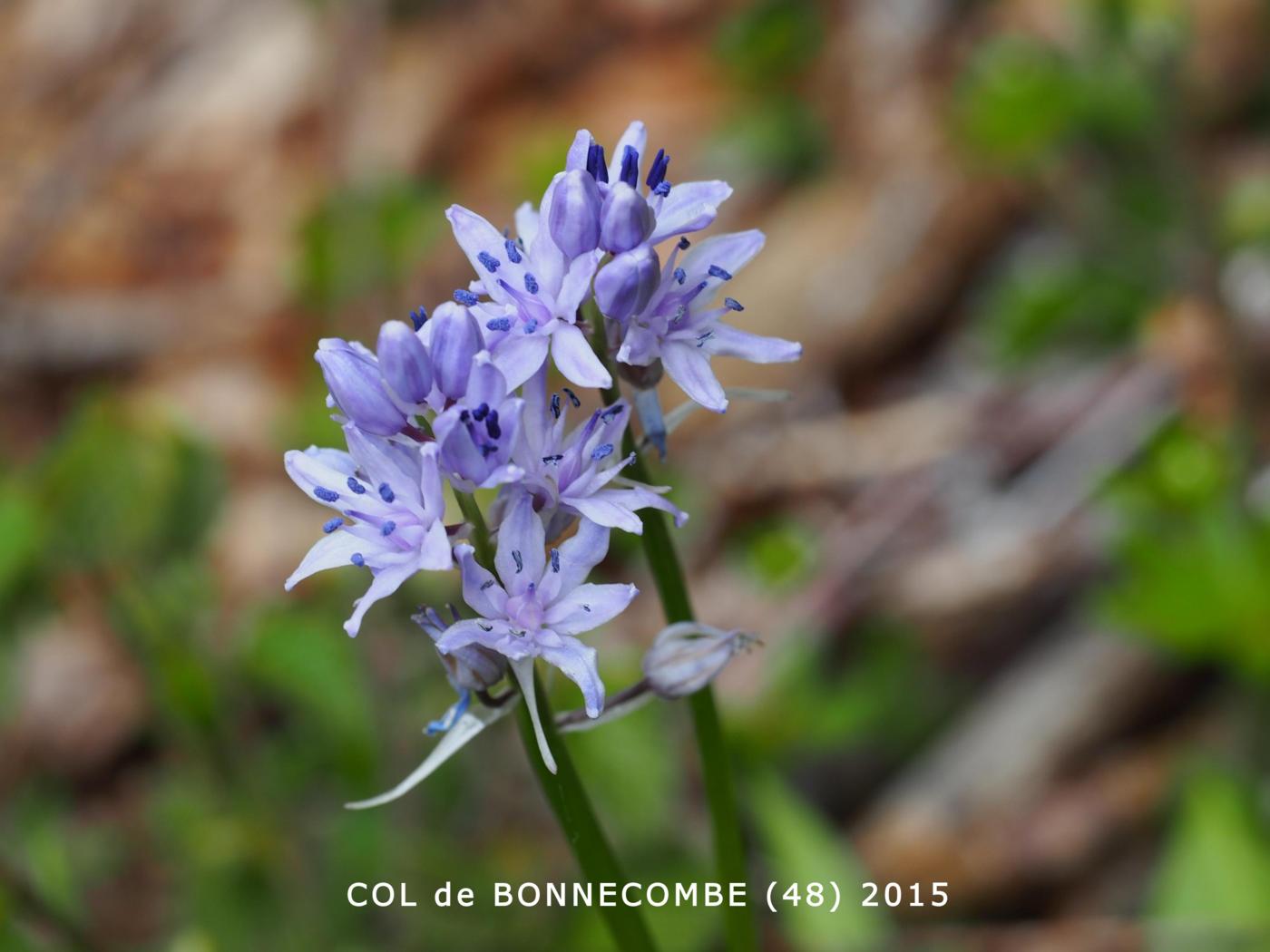 Squill, Pyrennean flower